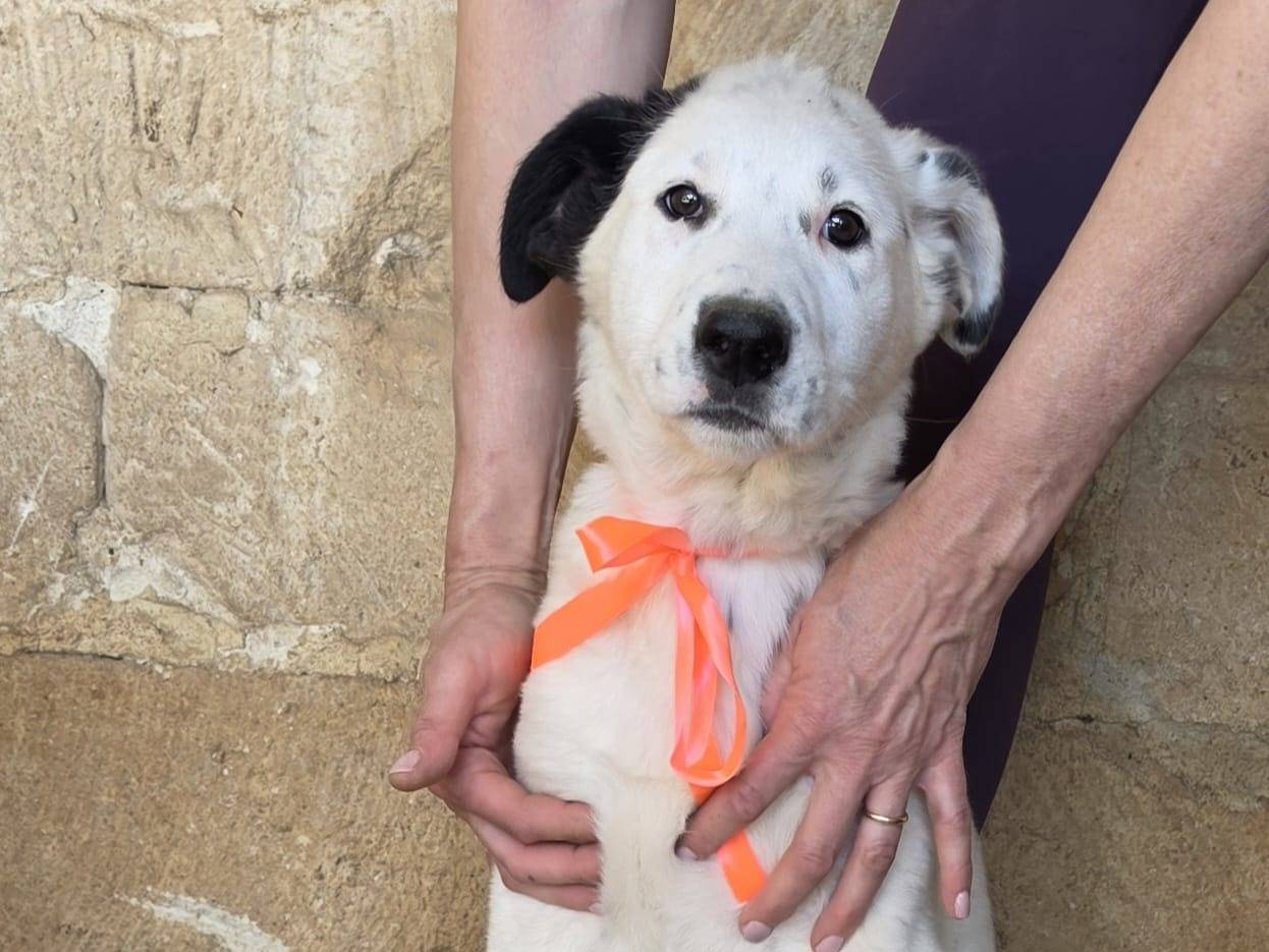 Adozione cane, femmina, Razza sconosciuta Razza sconosciuta, 2 mesi, taglia grande, Taranto
