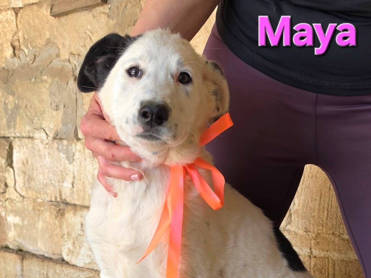 Adotta un cane, femmina, 2 mesi, Taranto