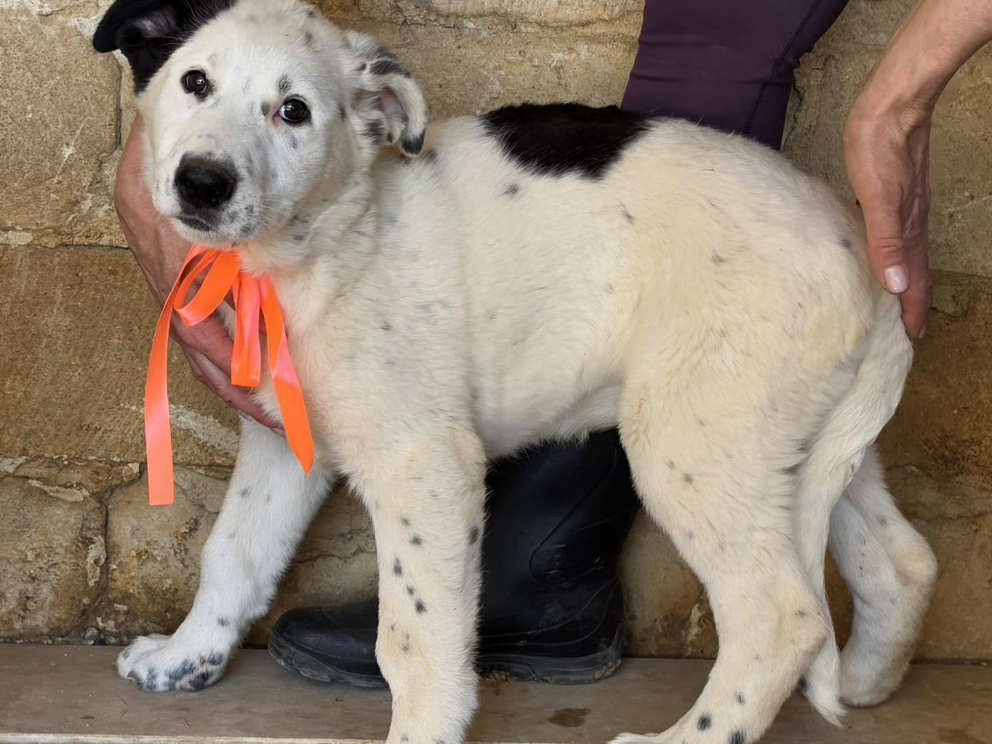 Adotta un cane, taglia grande, femmina, Taranto