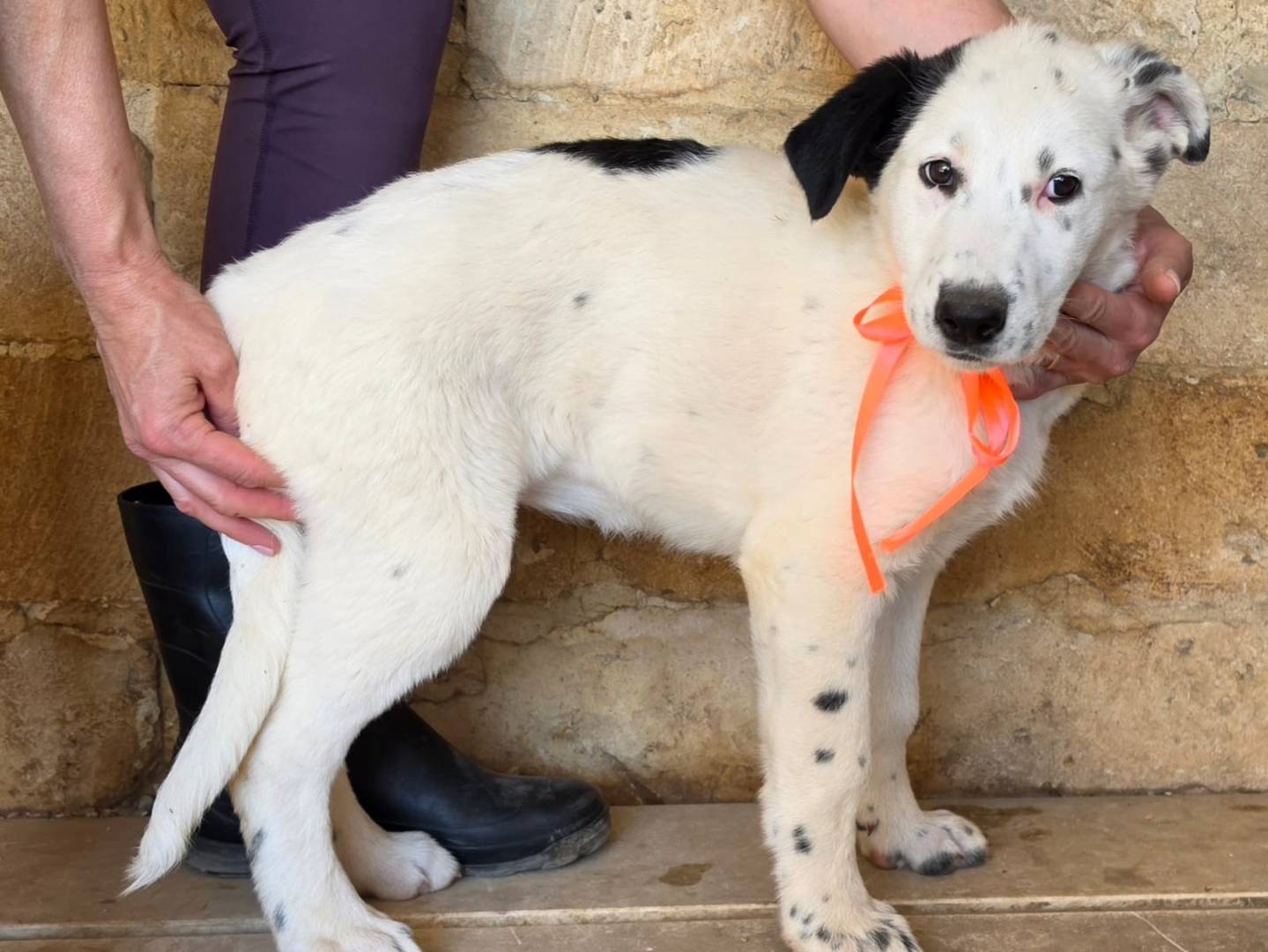Adotta il cane Maya a Taranto
