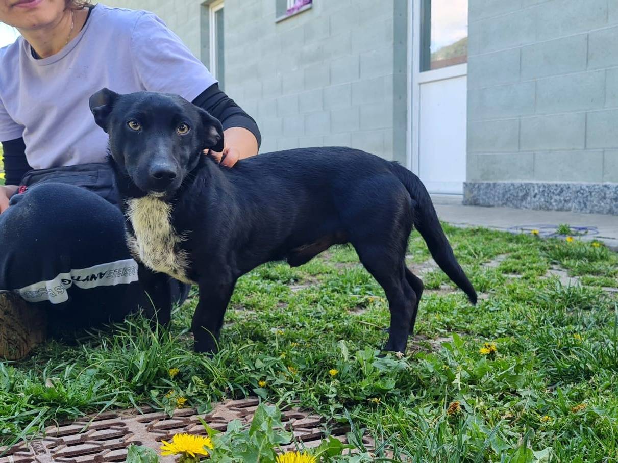 Adozione cane, maschio, Bassotto Razza sconosciuta, 1 anno e 9 mesi, taglia piccola, Torino