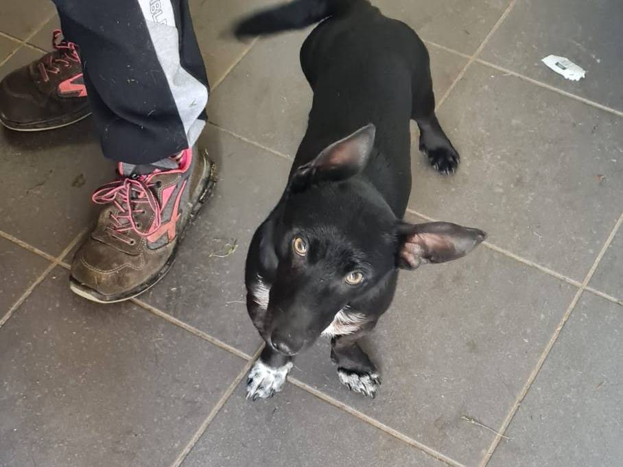 Adotta un cane, maschio, 1 anno e 9 mesi, Torino