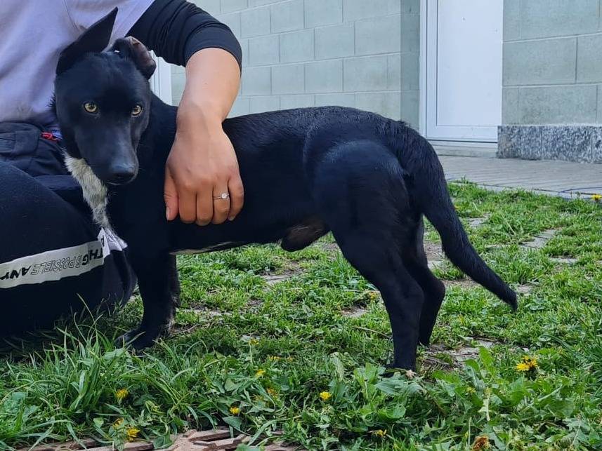 Adotta un cane, taglia piccola, maschio, Torino