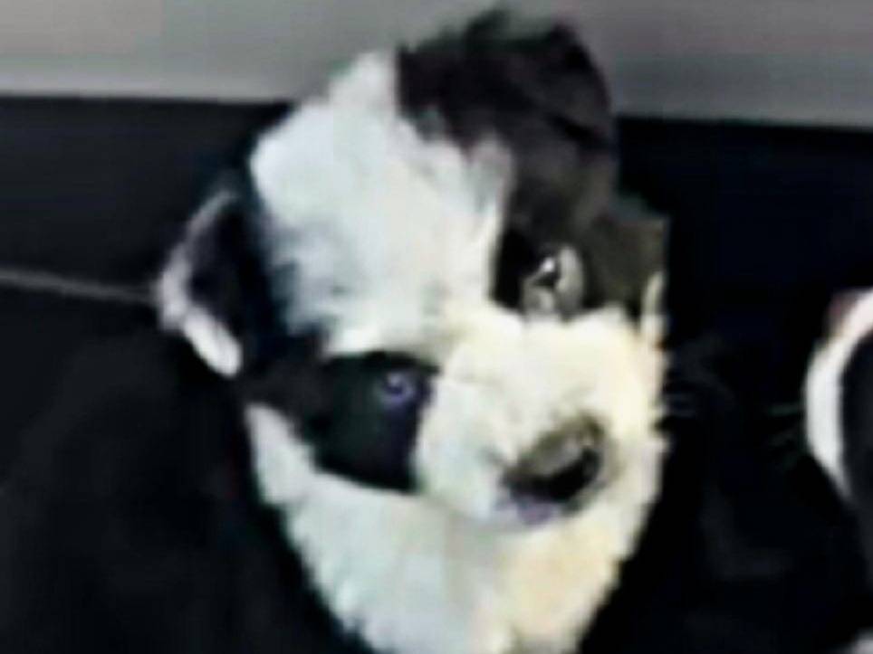 Adozione cane, femmina, Razza sconosciuta Razza sconosciuta, 1 mesi, taglia media contenuta, Frosinone