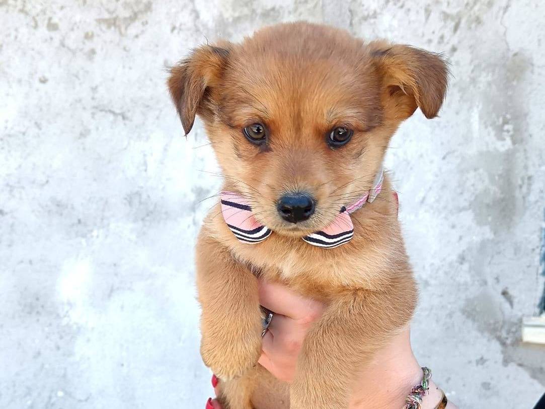 Adozione cane, femmina, Razza sconosciuta Razza sconosciuta, 2 mesi, taglia piccola, Crotone