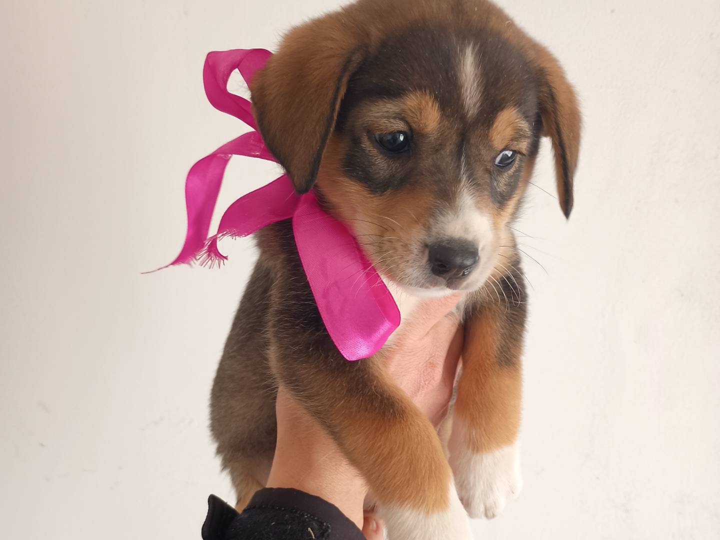 Adozione cane, femmina, Razza sconosciuta Razza sconosciuta, 1 mesi, taglia media, Palermo