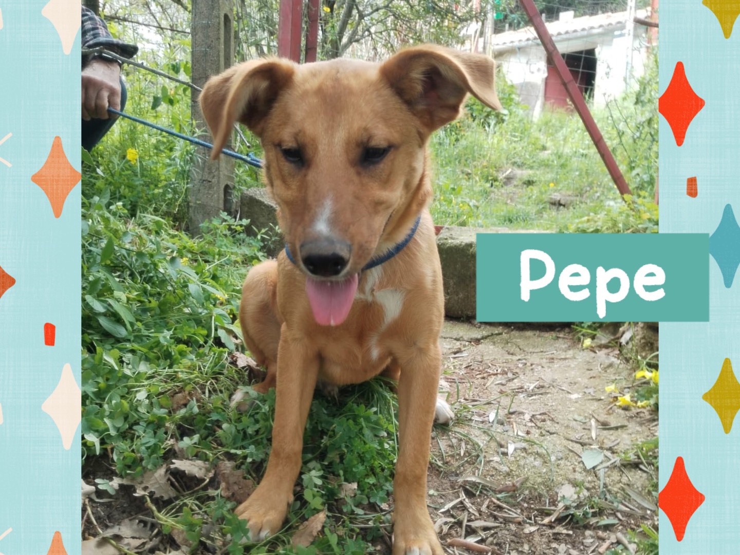 Adozione cane, maschio, Razza sconosciuta Razza sconosciuta, 7 mesi, taglia media, Catanzaro