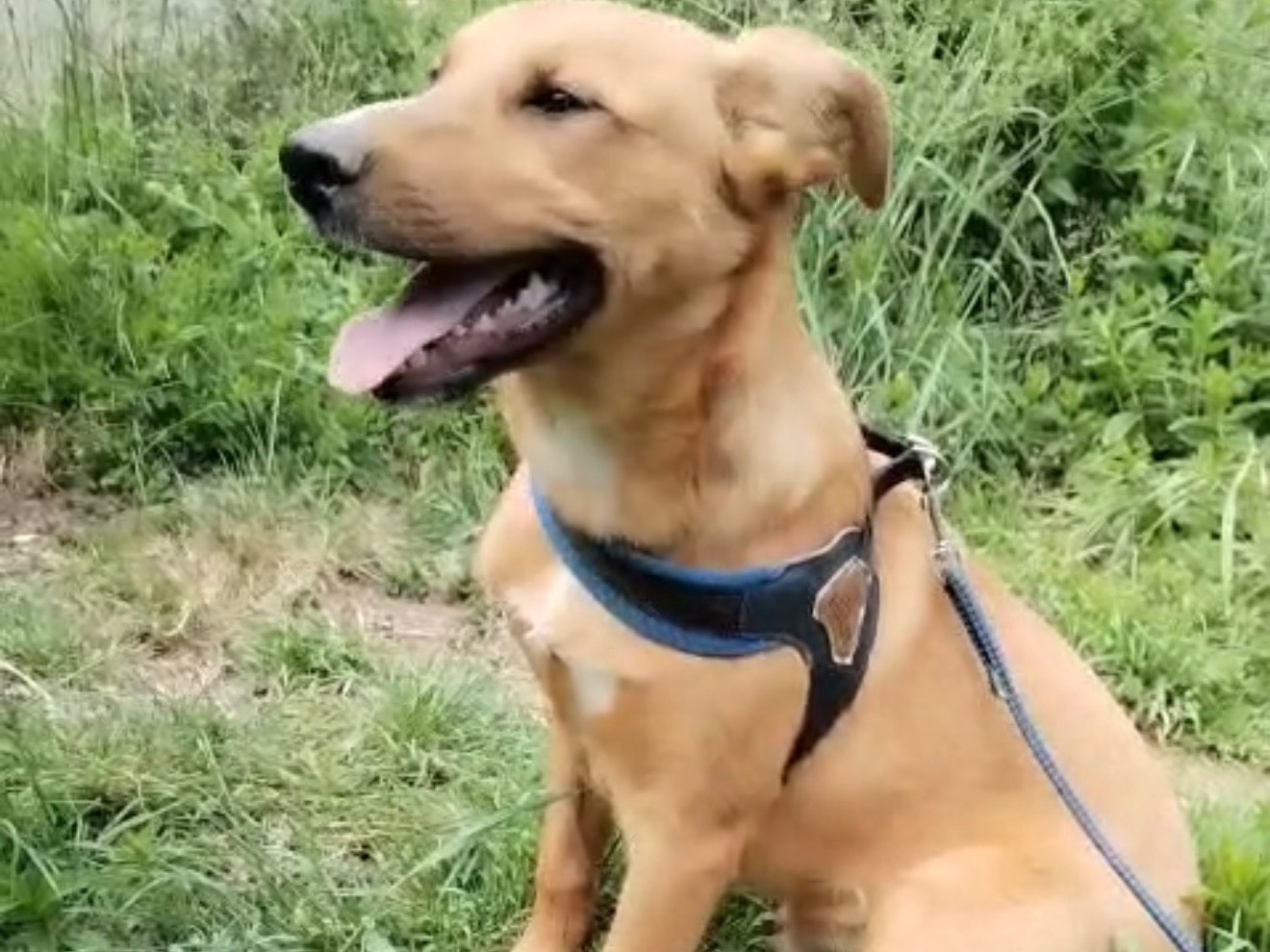 Adotta un cane, maschio, 7 mesi, Catanzaro