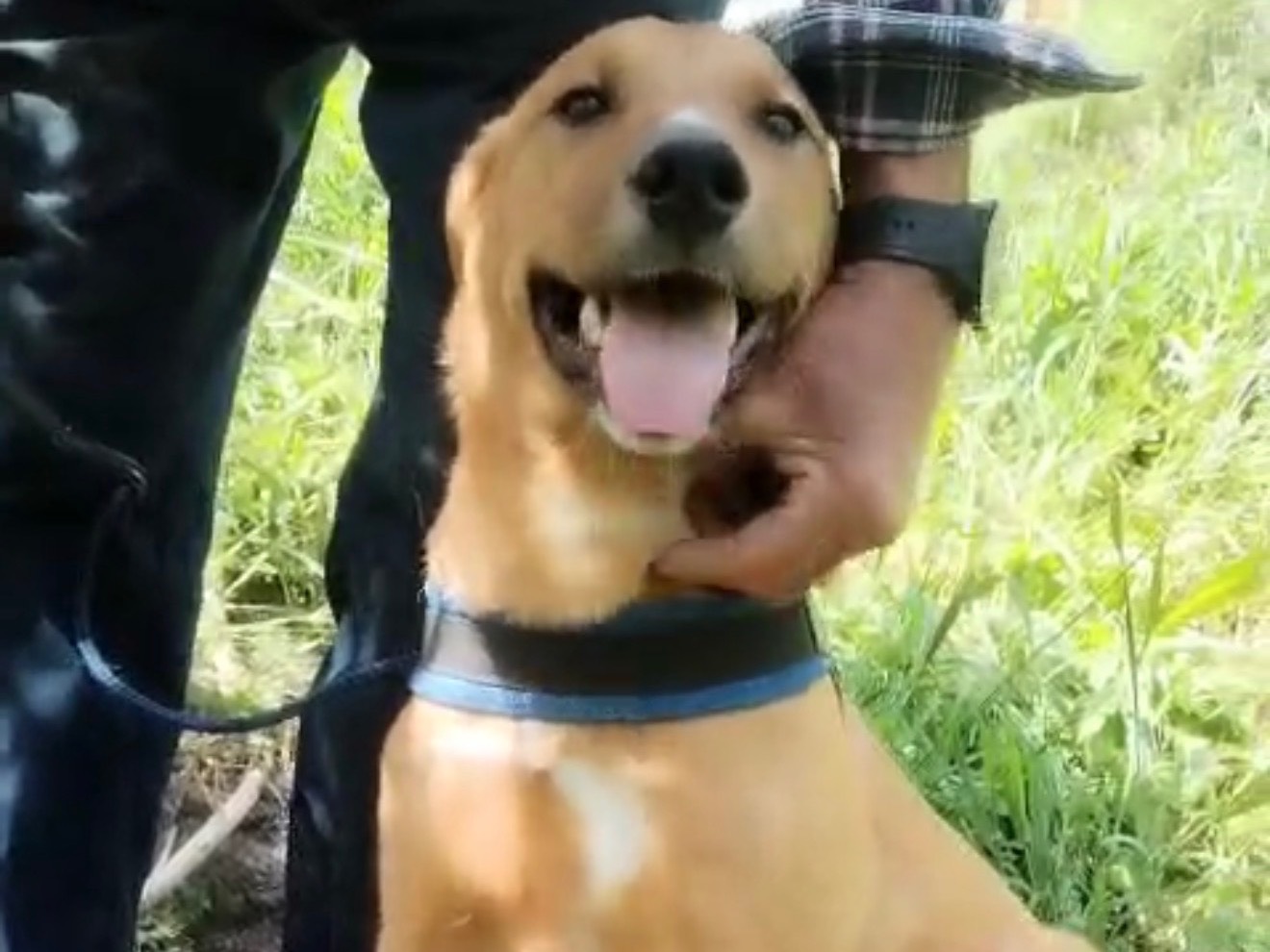 Adotta un cane, taglia media, maschio, Catanzaro