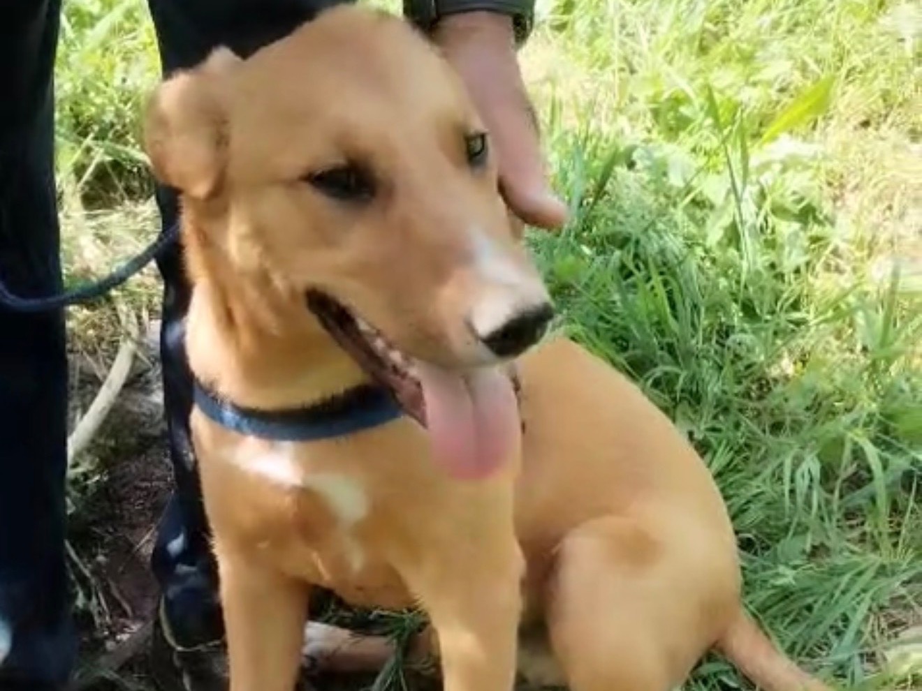 Vuoi adottare un cane a Catanzaro?