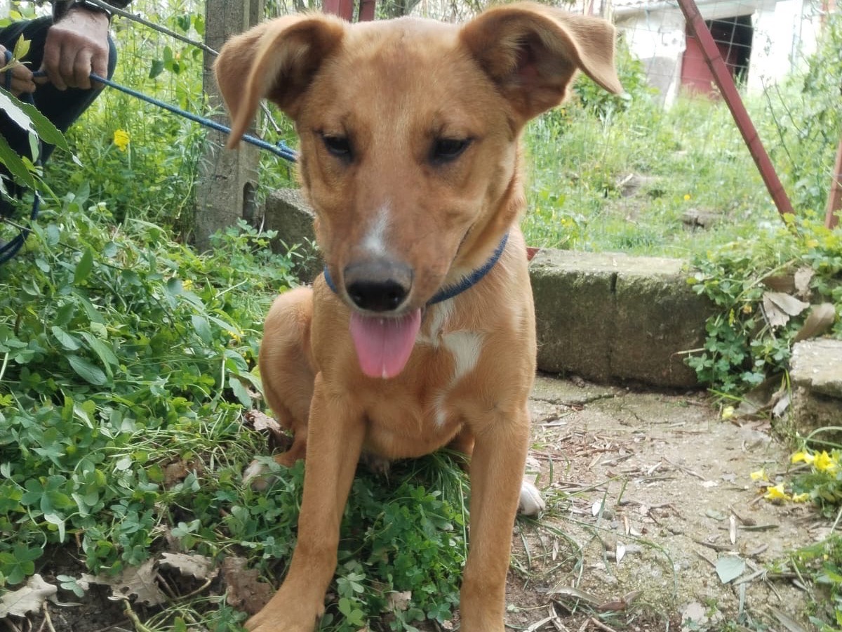 Adotta il cane Pepe a Catanzaro