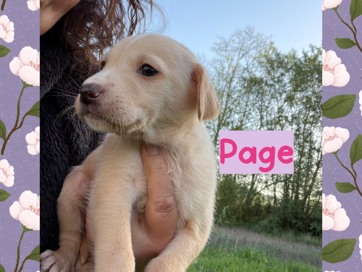 Vuoi adottare un cane a Catanzaro?