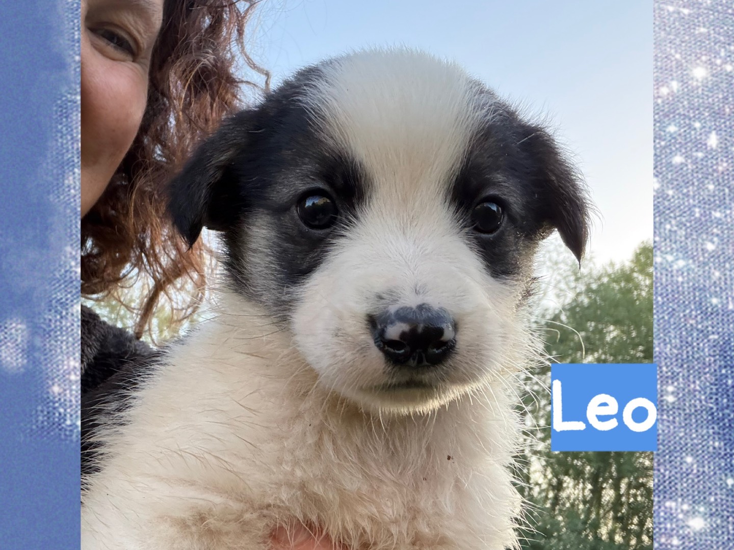 Adotta il cane Piper prue page cole leo a Catanzaro