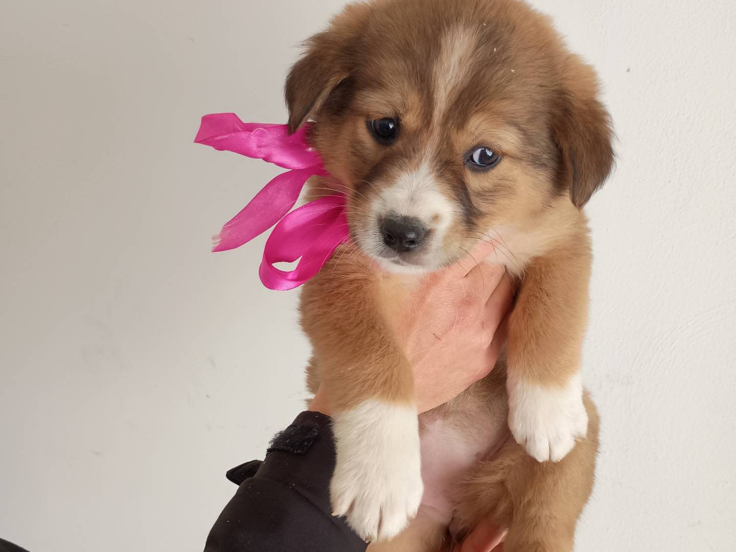 Adozione cane, femmina, Razza sconosciuta Razza sconosciuta, 1 mesi, taglia media, Palermo