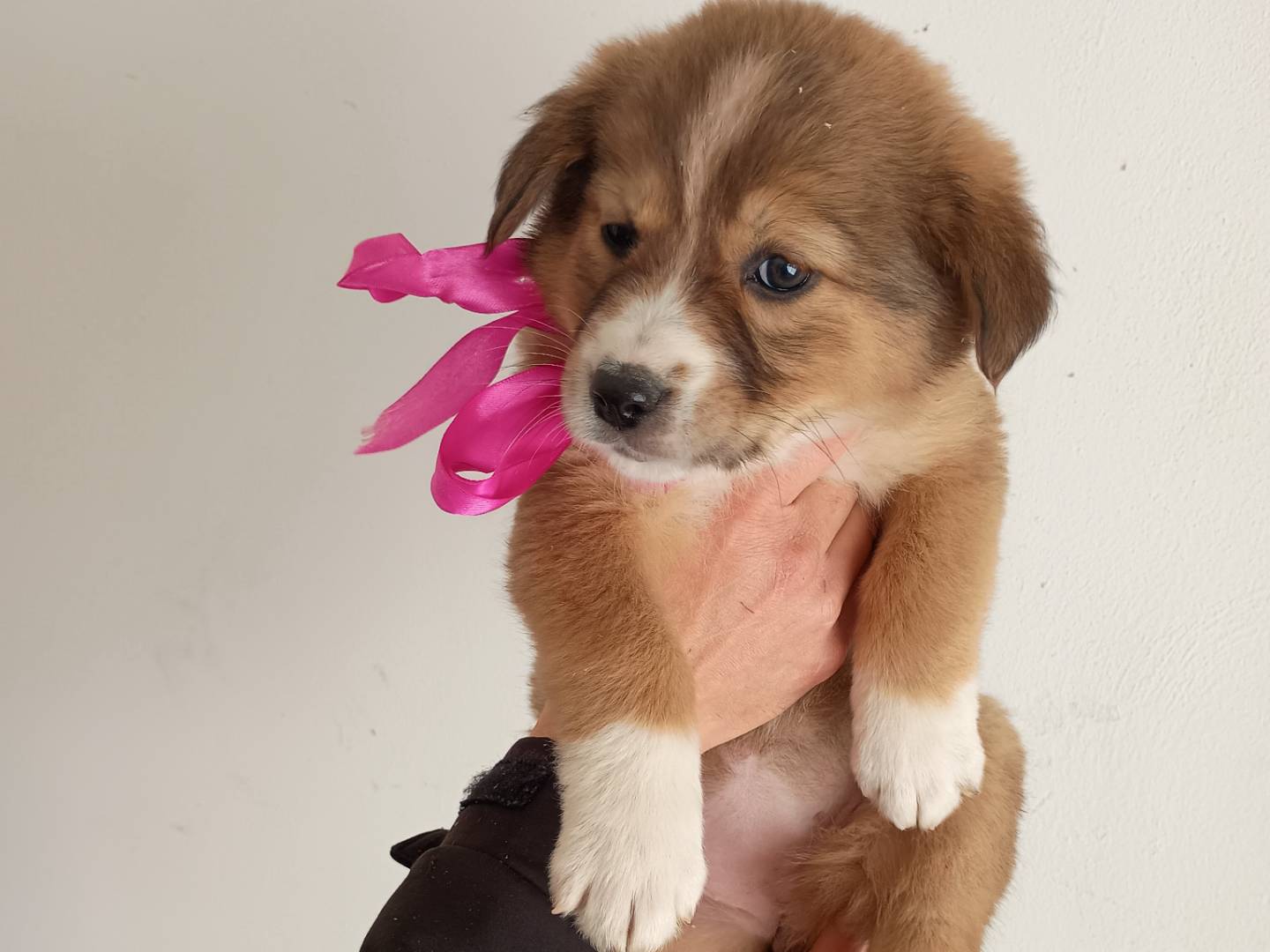 Adotta un cane, femmina, 1 mesi, Palermo