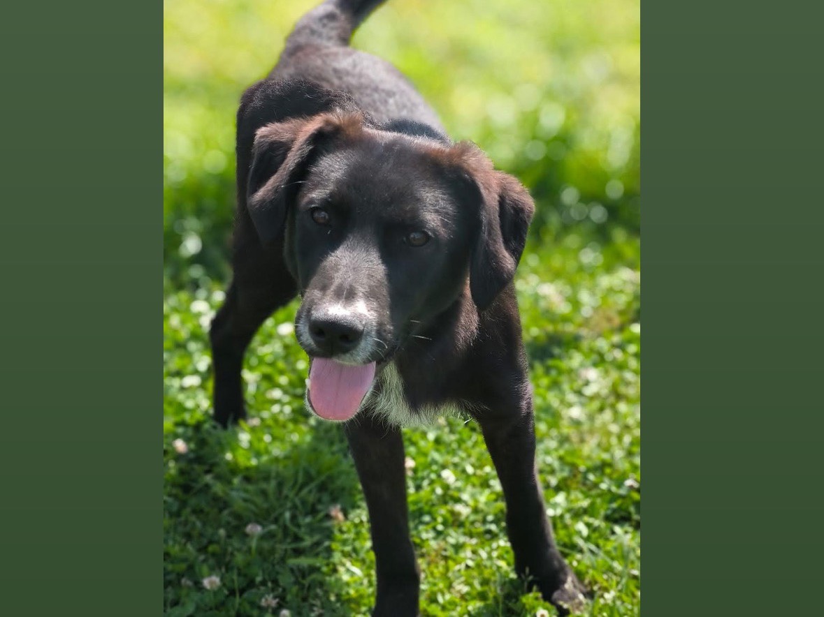 Adozione cane, maschio, Razza sconosciuta Razza sconosciuta, 8 mesi, taglia media, Cosenza