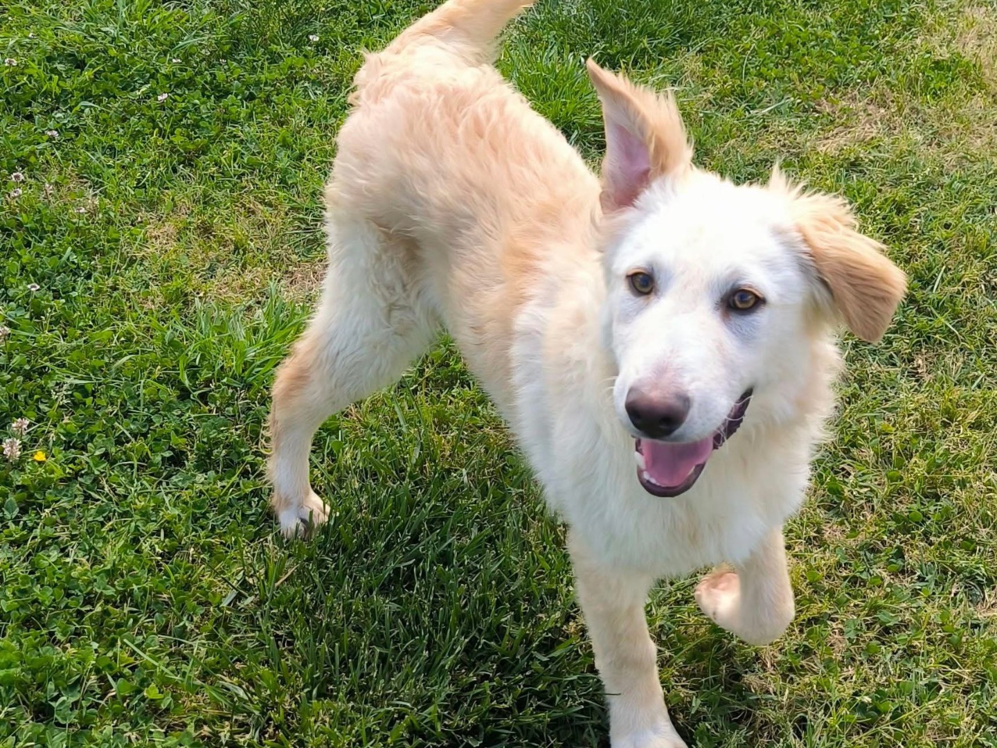 Adozione cane, maschio, Razza sconosciuta Razza sconosciuta, 8 mesi, taglia media, Cosenza