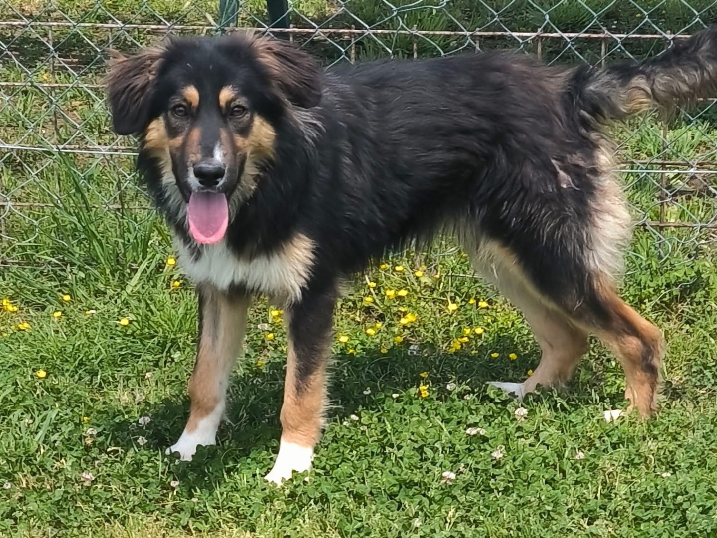 Adozione cane, femmina, Razza sconosciuta Razza sconosciuta, 9 mesi, taglia media, Cosenza