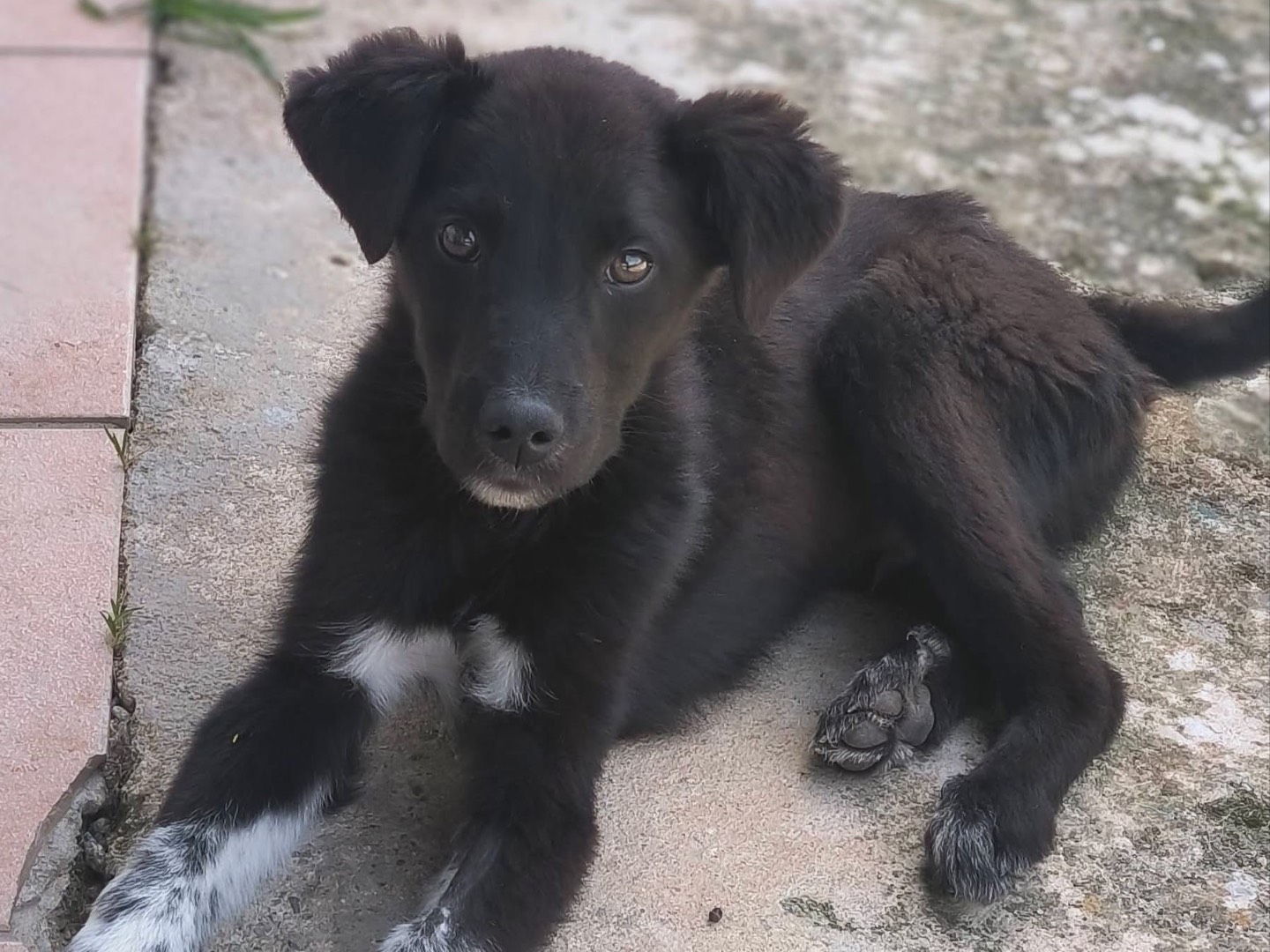 Adozione cane, maschio, Setter Inglese Razza sconosciuta, 3 mesi, taglia media, Cosenza