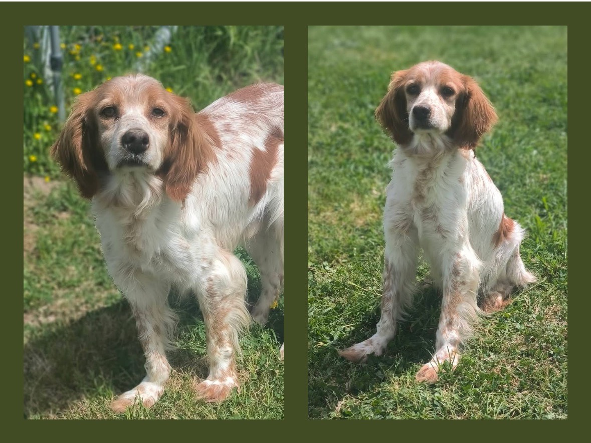 Adozione cane, maschio, Breton Razza sconosciuta, 6 anni, taglia media, Cosenza