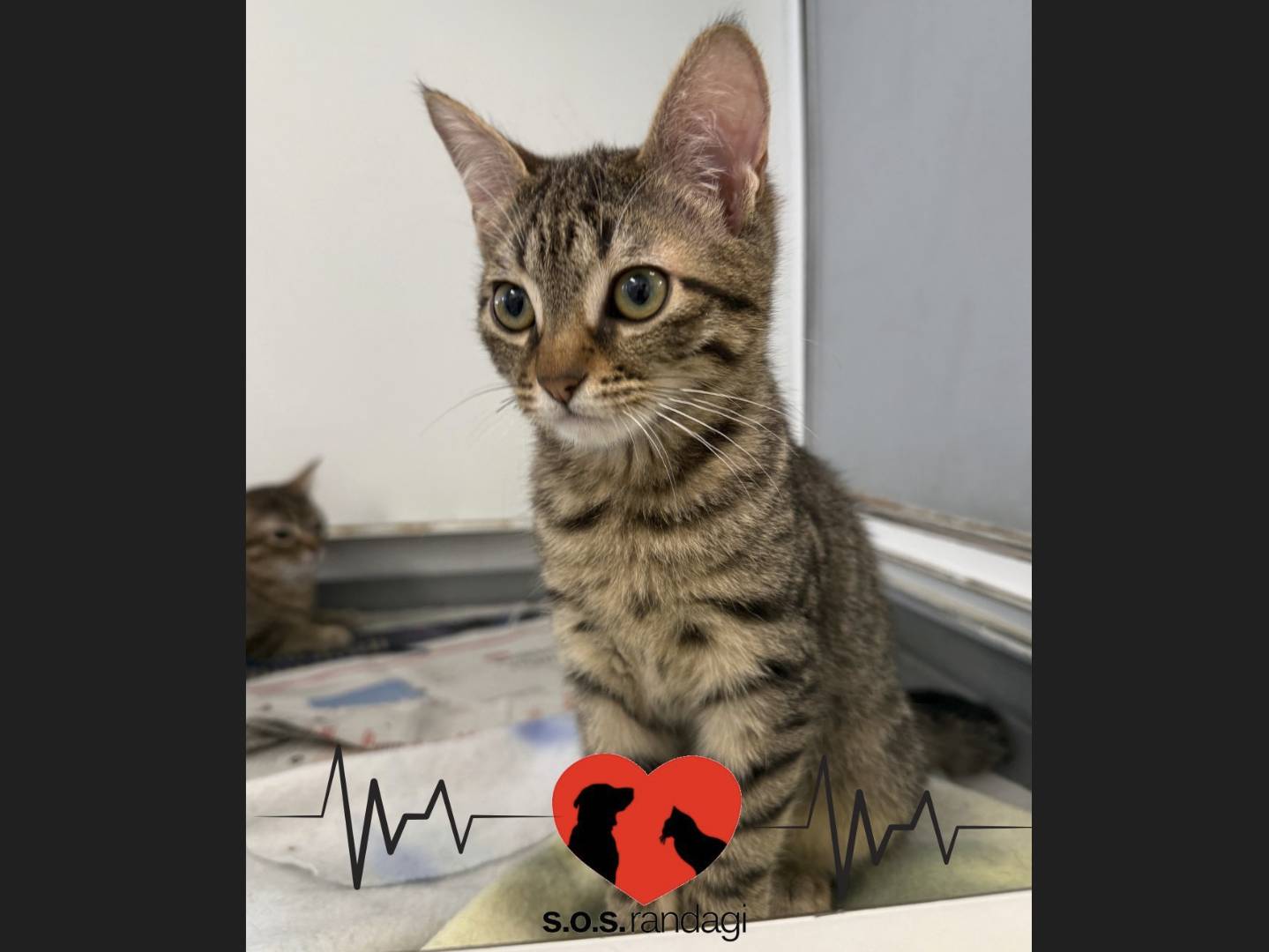 Adozione gatto, maschio, Razza sconosciuta Razza sconosciuta, 4 mesi, taglia non valida, Milano