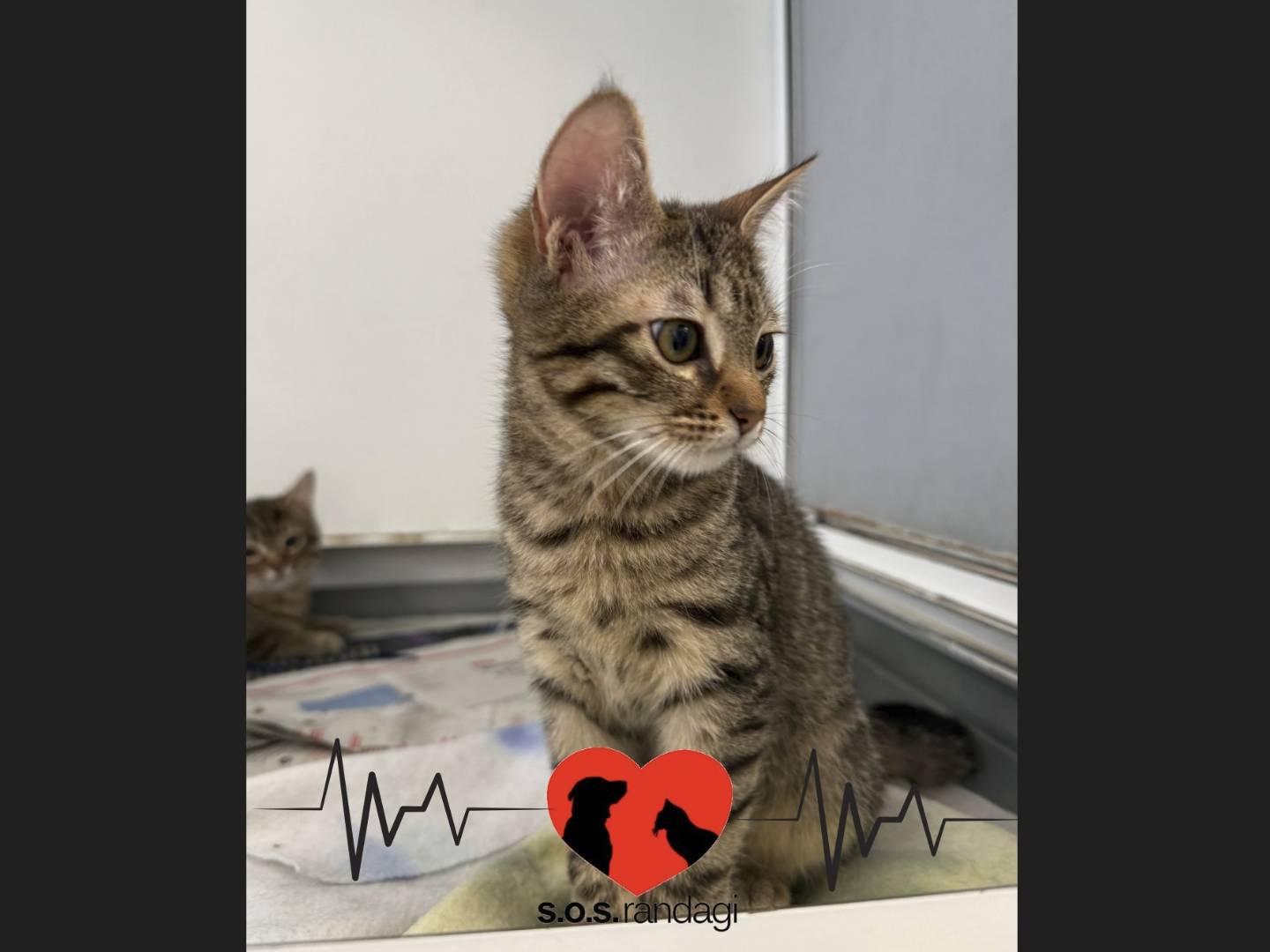 Adotta un gatto, maschio, 4 mesi, Milano