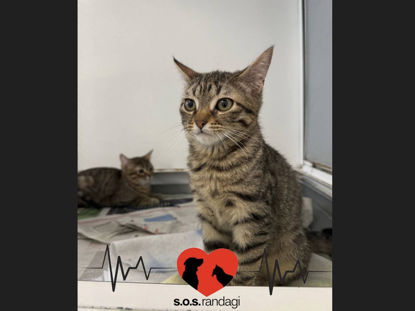 Adotta un gatto, taglia non valida, maschio, Milano