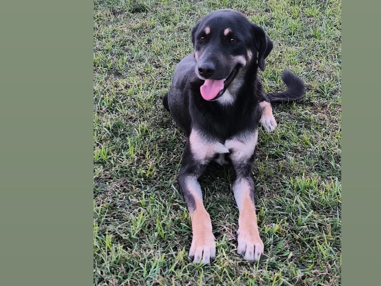 Adozione cane, femmina, Razza sconosciuta Razza sconosciuta, 3 anni e 5 mesi, taglia media contenuta, Cosenza