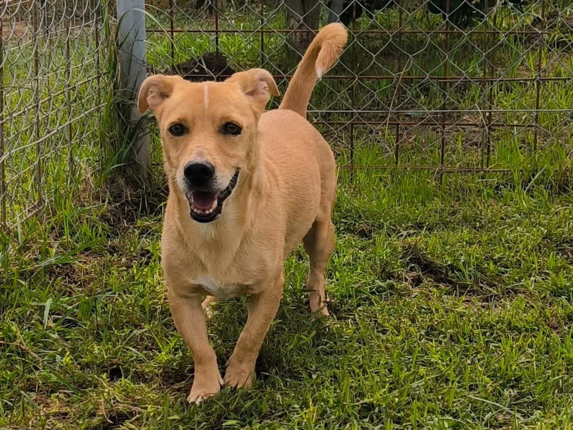 Adozione cane, maschio, Bassotto Razza sconosciuta, 6 anni e 7 mesi, taglia piccola, Cosenza