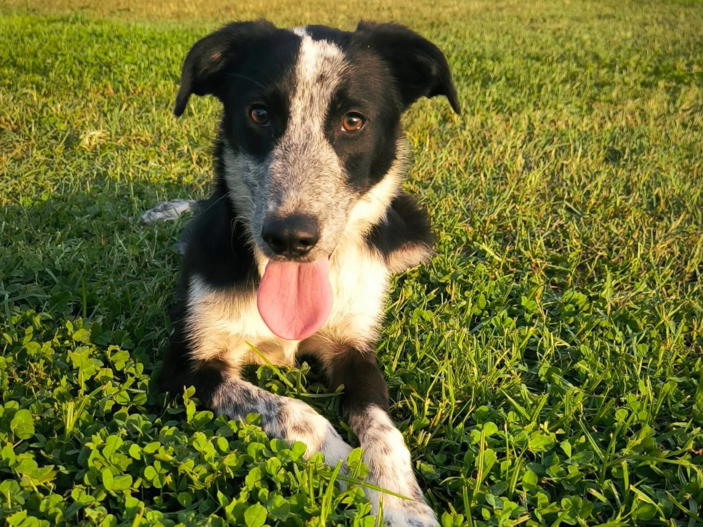 Adozione cane, femmina, Razza sconosciuta Razza sconosciuta, 1 anno e 3 mesi, taglia media contenuta, Cosenza
