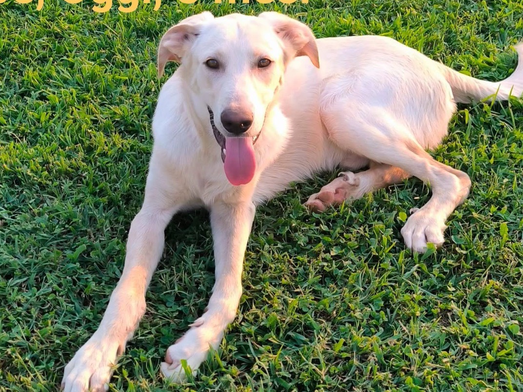 Adozione cane, maschio, Razza sconosciuta Razza sconosciuta, 1 anno e 3 mesi, taglia media, Cosenza