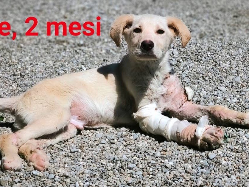 Adotta un cane, maschio, 1 anno e 3 mesi, Cosenza