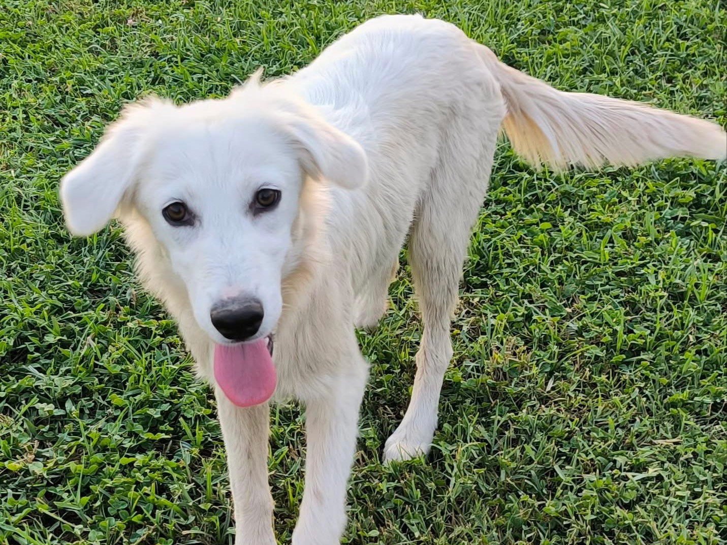 Adozione cane, femmina, Razza sconosciuta Razza sconosciuta, 1 anno e 1 mese, taglia media, Cosenza