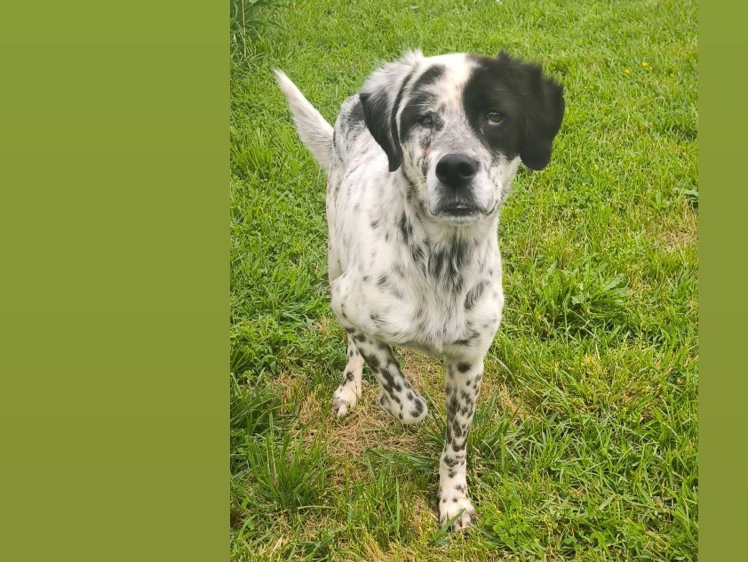 Adozione cane, femmina, Setter Inglese Pointer, 3 anni e 11 mesi, taglia media contenuta, Cosenza