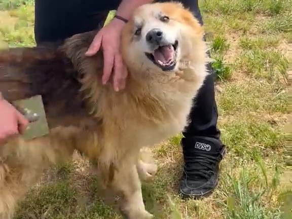 Adozione cane, maschio, Razza sconosciuta Razza sconosciuta, 10 anni e 5 mesi, taglia media, Trapani