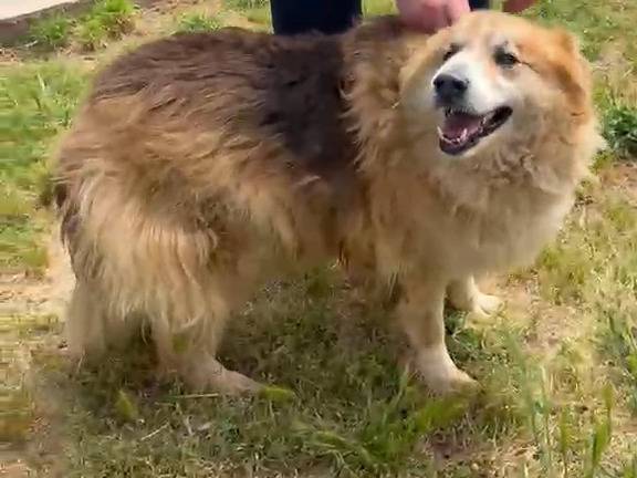 Adotta un cane, maschio, 10 anni e 5 mesi, Trapani