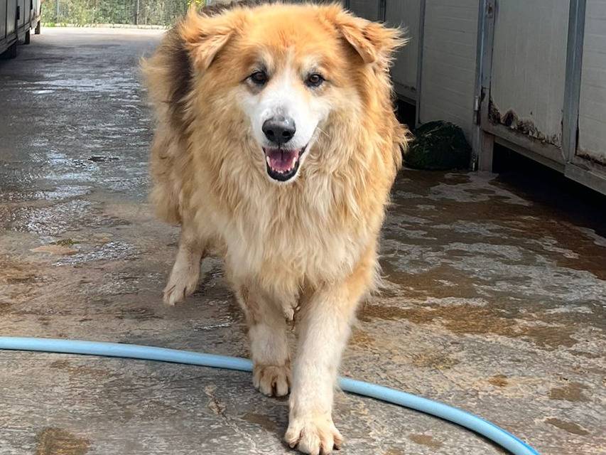Adotta un cane, taglia media, maschio, Trapani