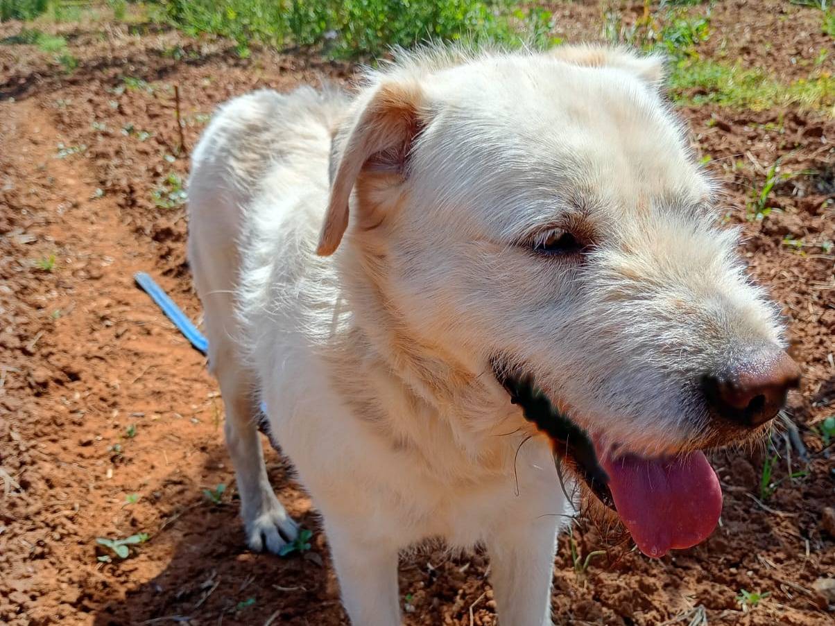 Vuoi adottare un cane a Trapani?