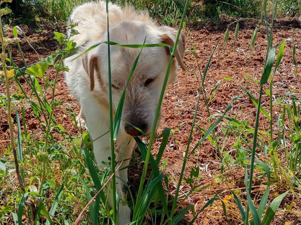 Adotta il cane Rudy a Trapani