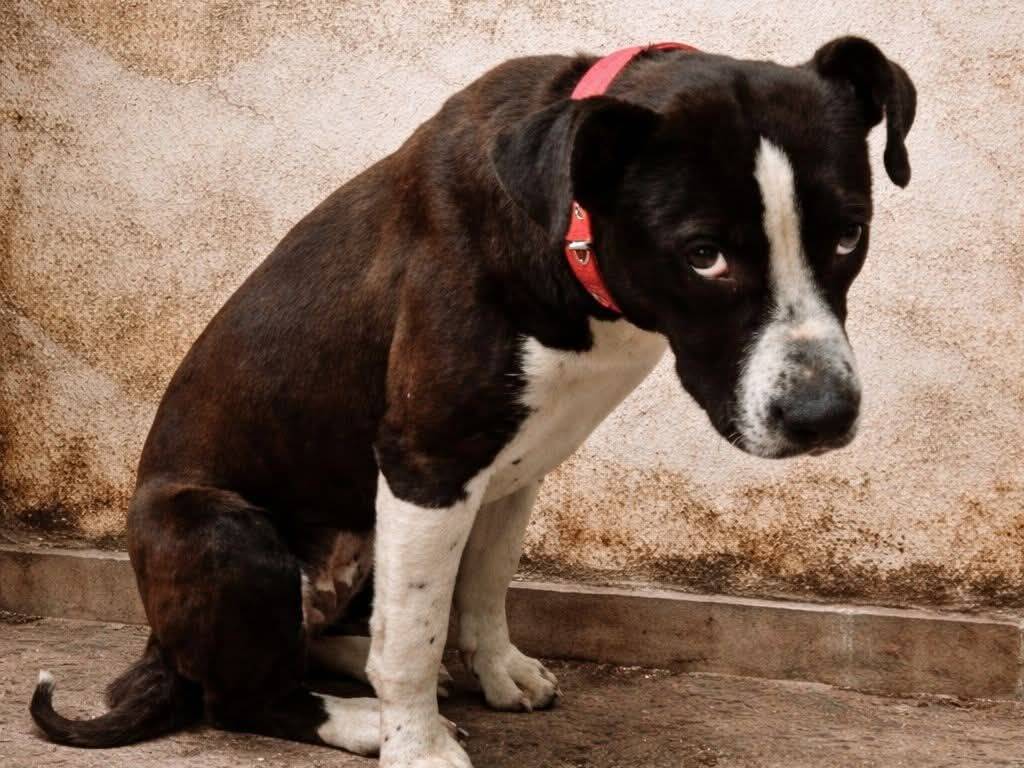 Adozione cane, femmina, Razza sconosciuta Razza sconosciuta, 10 mesi, taglia media, Crotone