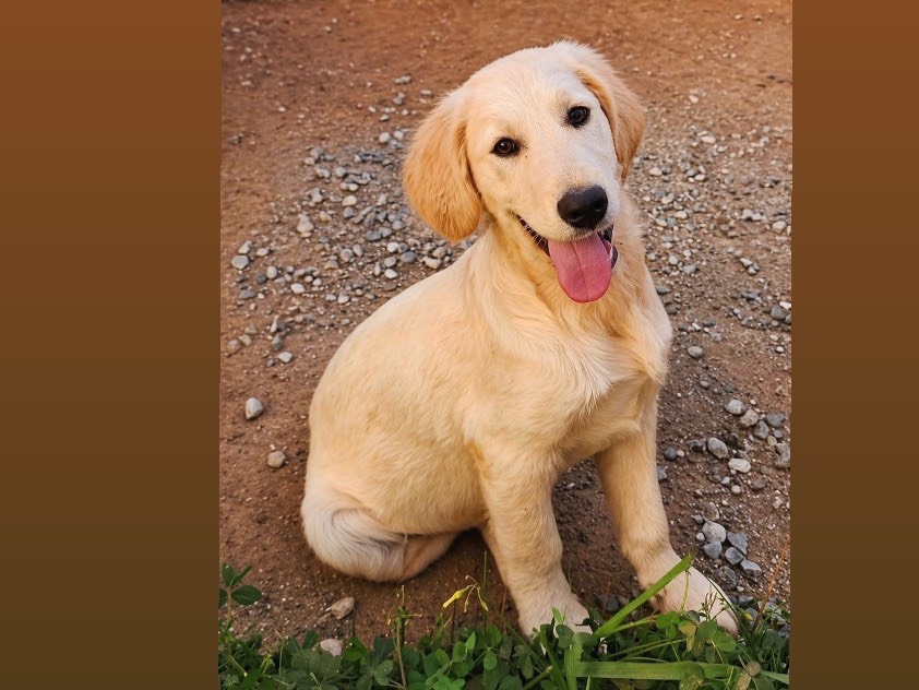 Adozione cane, maschio, Labrador Retriever Razza sconosciuta, 6 mesi, taglia media, Cosenza