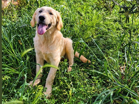 Adotta un cane, maschio, 6 mesi, Cosenza