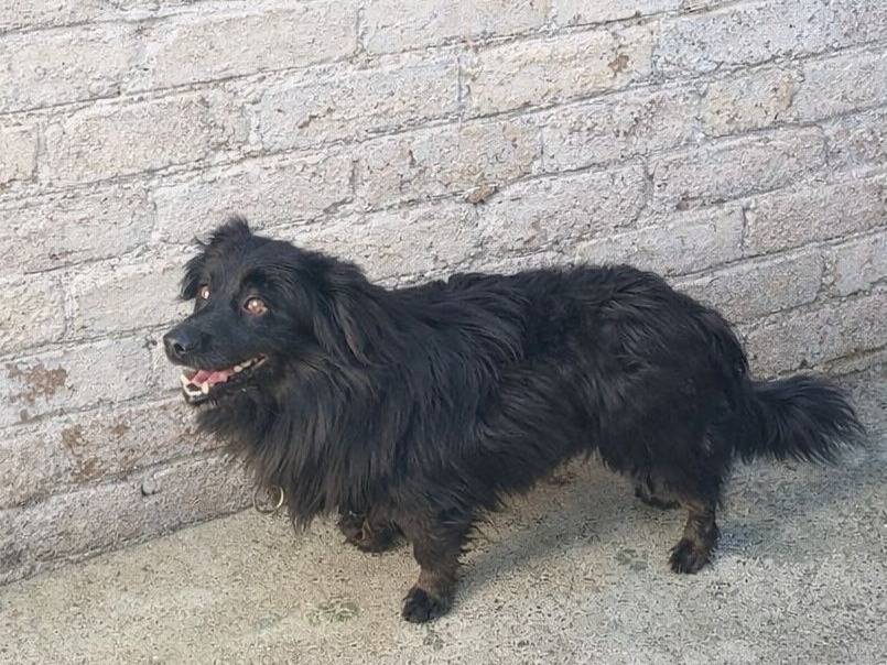 Adozione cane, maschio, Volpino di Pomerania Razza sconosciuta, 5 anni e 10 mesi, taglia piccola, Crotone