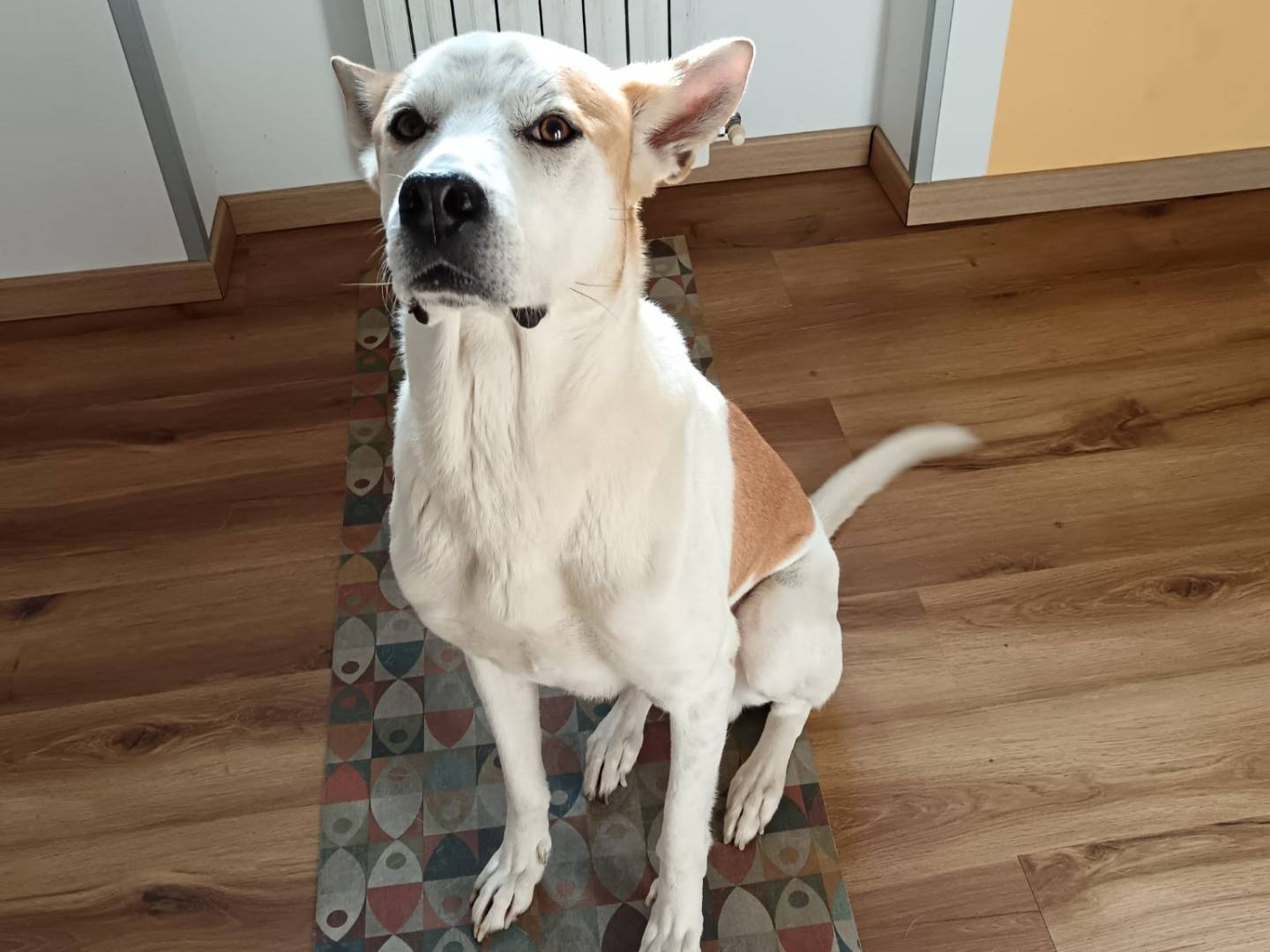 Adotta il cane Meeko a Milano