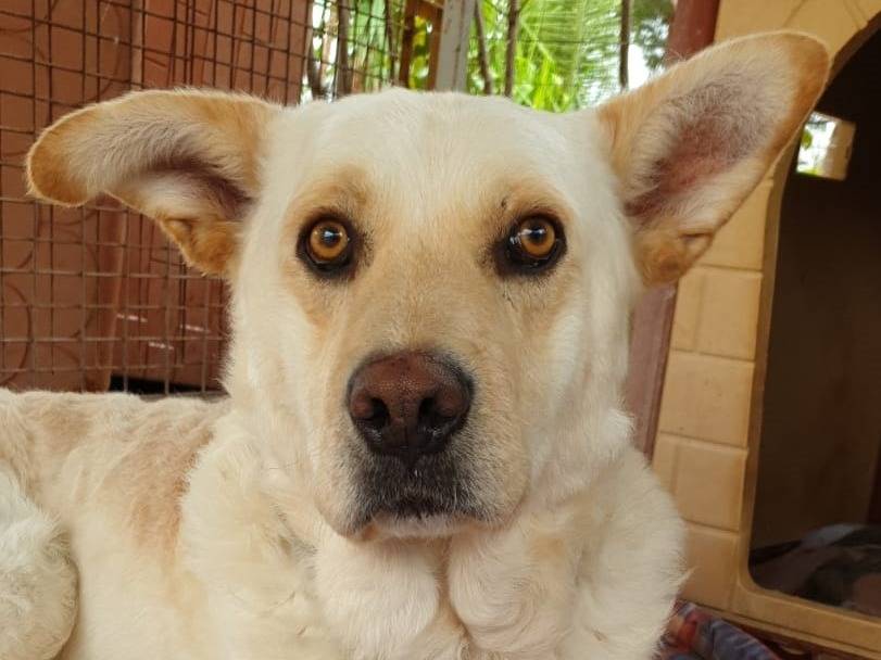 Adozione cane, maschio, Razza sconosciuta Razza sconosciuta, 9 anni e 3 mesi, taglia grande, Como