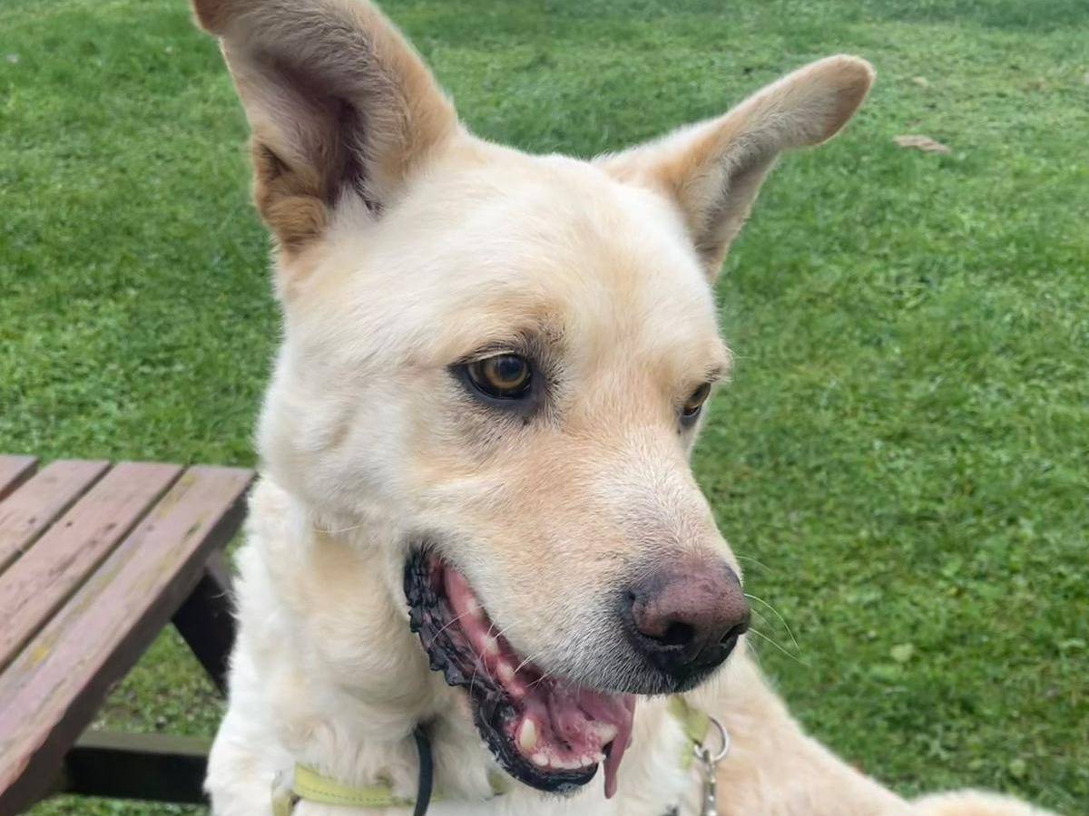 Adotta il cane Rocky a Como