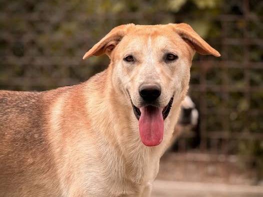 Adozione cane, maschio, Razza sconosciuta Razza sconosciuta, 1 anno e 1 mese, taglia media, Crotone