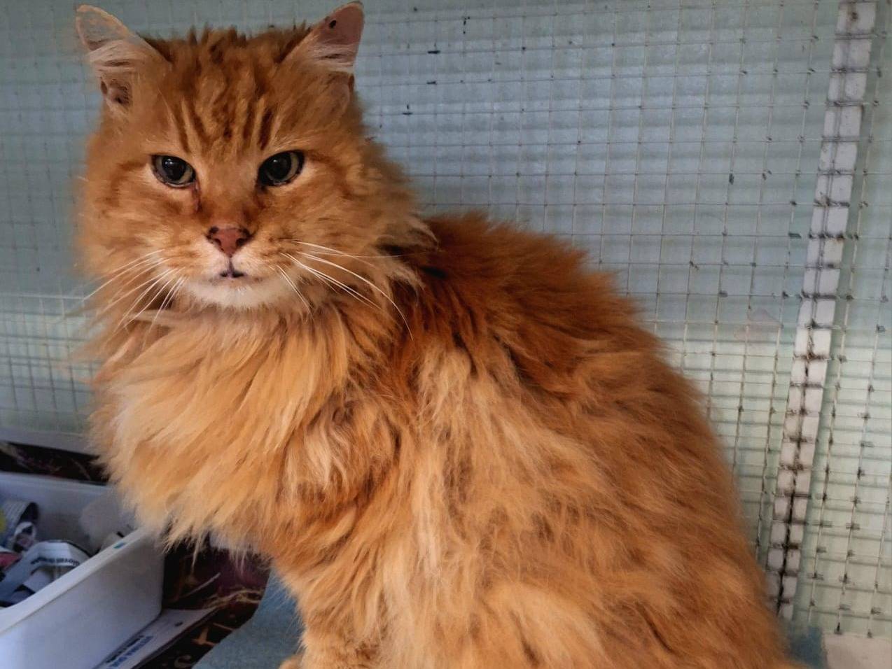 Adozione gatto, maschio, Razza sconosciuta Razza sconosciuta, 14 anni e 6 mesi, taglia non valida, Bologna