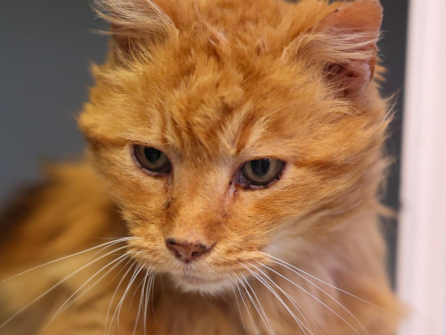 Adotta un gatto, taglia non valida, maschio, Bologna