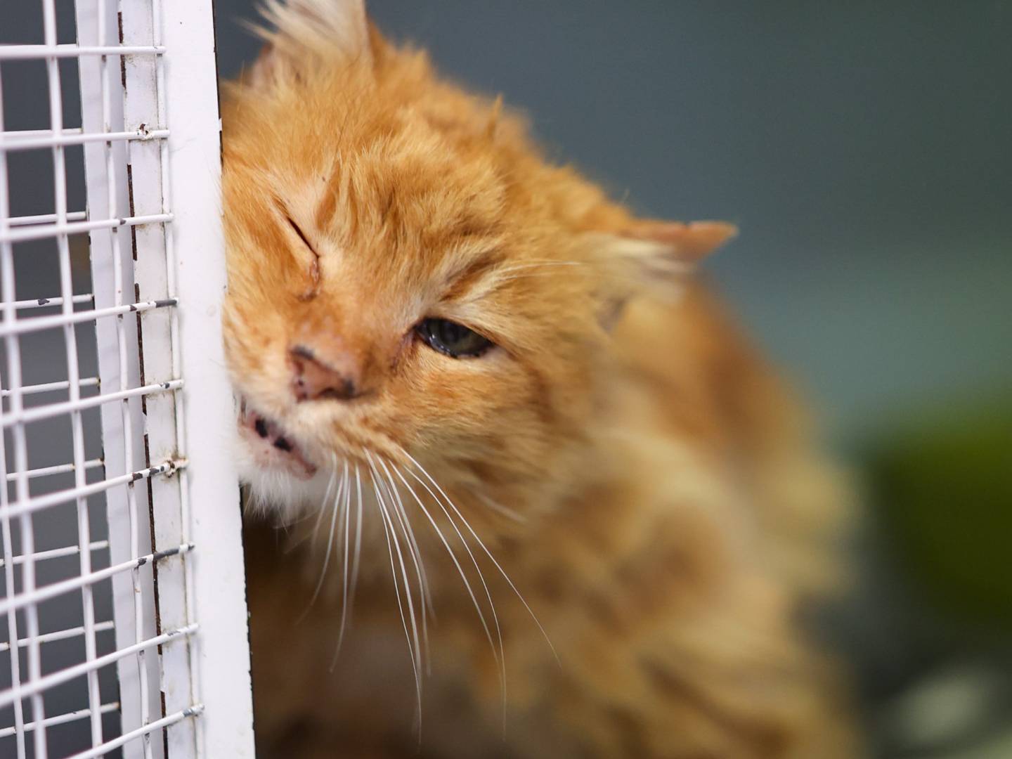 Vuoi adottare un gatto a Bologna?